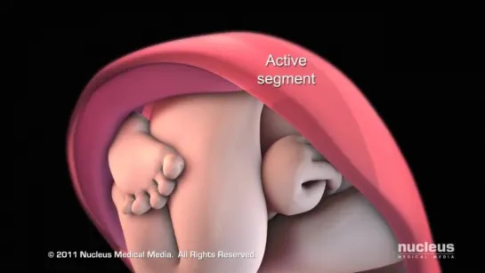 Patient Education Animation_ Labor and Vaginal Birth