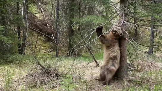 Медведь Танцует у дерева