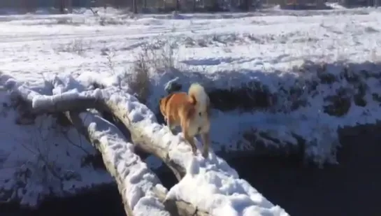 Смотри не упади это будет фиаско феаско  Это фиаско братан