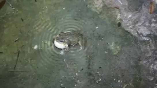 Bass frog / круги на воде от музыки