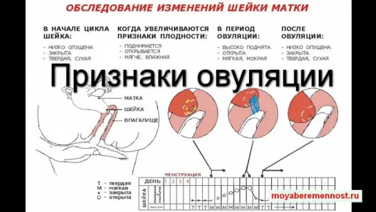 Признаки овуляции