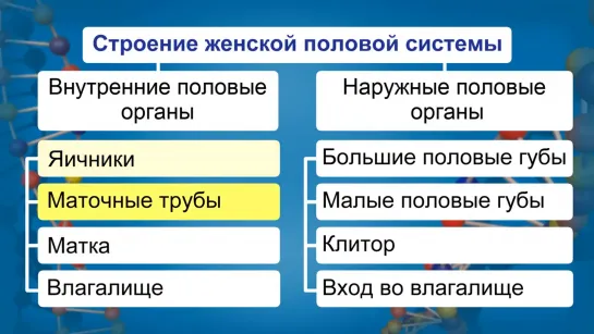 Строение половой системы человека. Видеоурок по биологии 8 класс