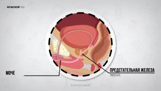 Анатомия и физиология предстательной железы