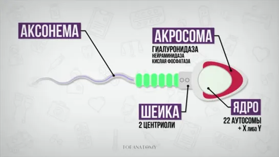 Строение сперматозоида