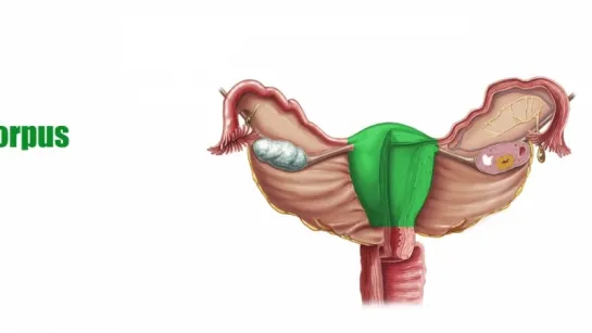 Uterus - Anatomy, Definition and Function - Human Anatomy _ Kenhub