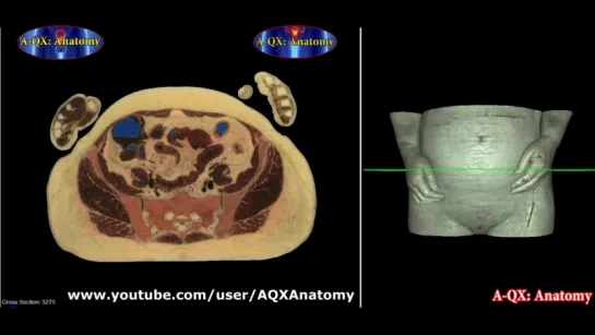 Анатомия женский половой орган _ Anatomy of the Female Sex Organs