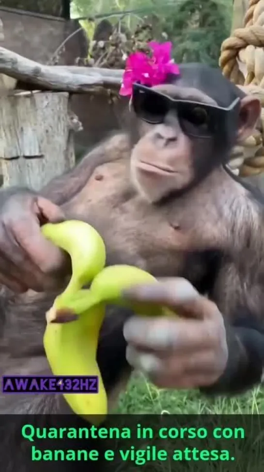 🍌.🐒