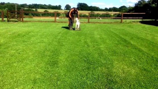 Bully Kutta puppy foundation training place