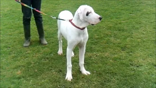 Bully Kutta Bulbul