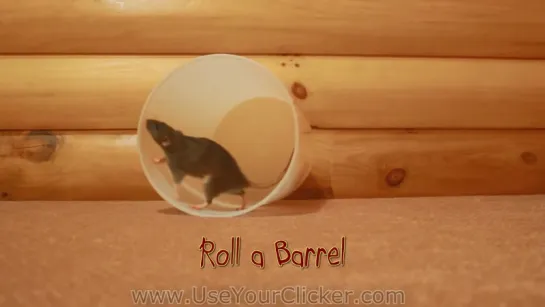 Awesome, Amazing Rat Tricks