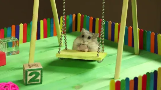 Tiny Dwarf Hamster in a Tiny Playground