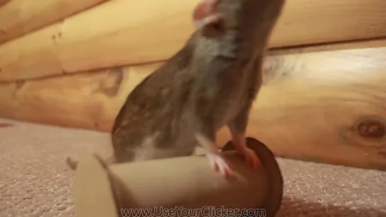 Epic Rat Tricks