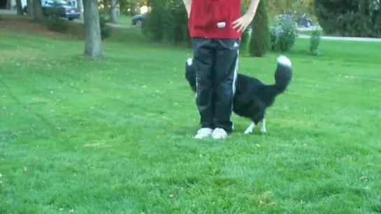 Nana the Border Collie Performs Amazing Dog Tricks