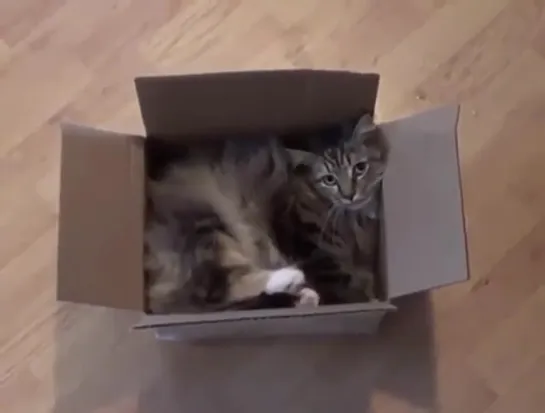 CatBox