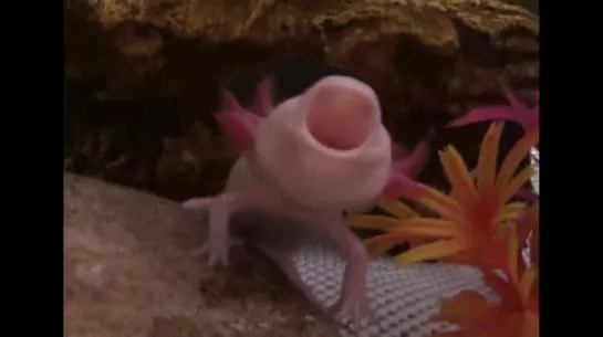 🔥 An Axolotl yawning 🔥