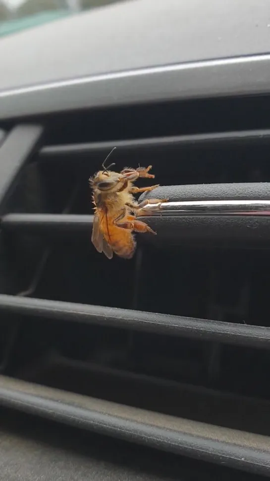 A bee I saved from the rain cleaning himself in front of the heater. Released as soon as he was done and the rain was finished.