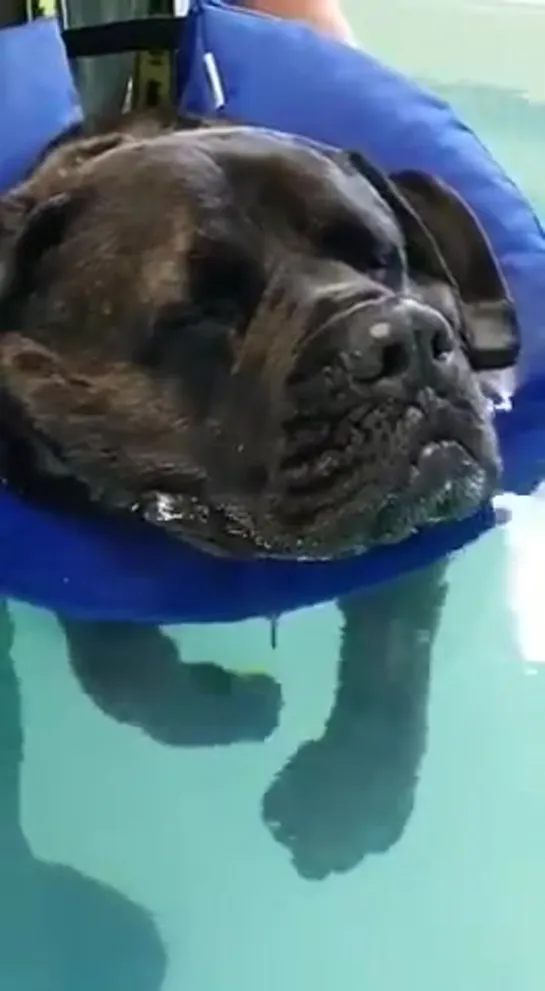 This is Dave. He goes to hydrotherapy every week to strengthen his legs. Usually just floats around. Maybe a quick nap too.