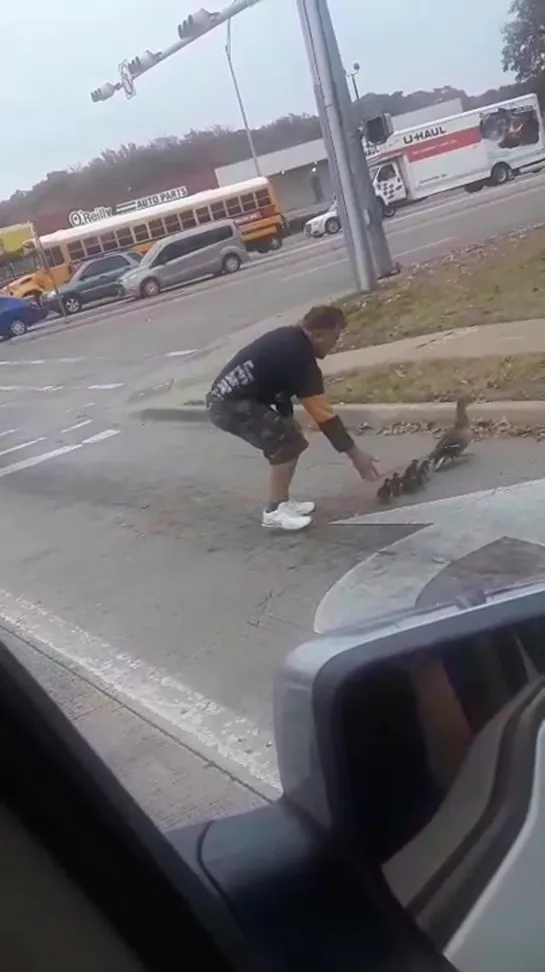 This Bro helping out a mother and her ducklings 🐥