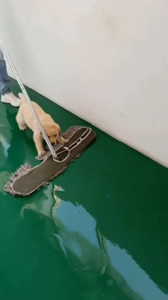 This little pupper helping to clean the floor:D