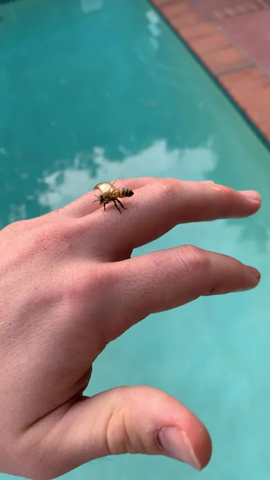 Bees are friends 🐝