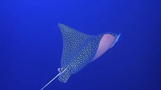 🔥 Spotted Eagle Ray