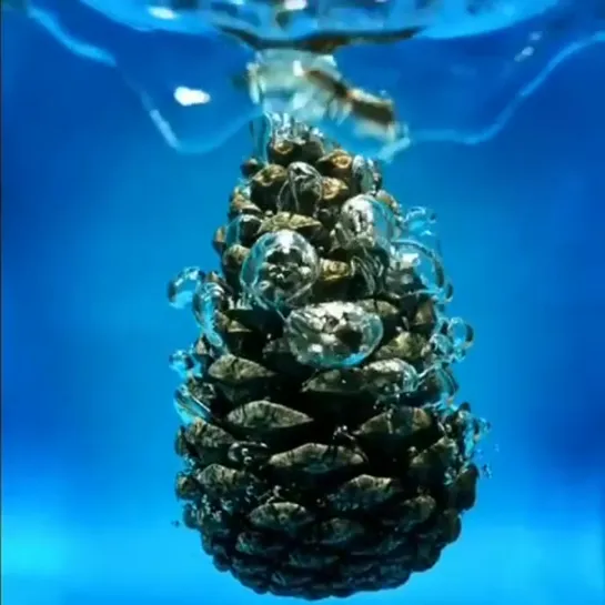 Slow motion of a pine cone being dropped into water