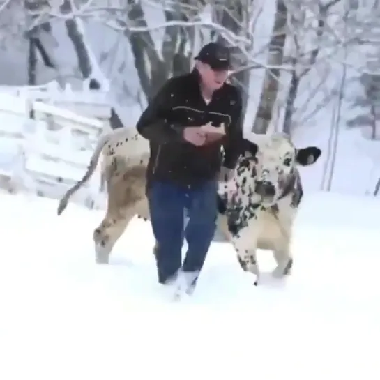 Just a man and his moo doggo