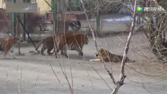 This huge 700 pound Siberian Tiger