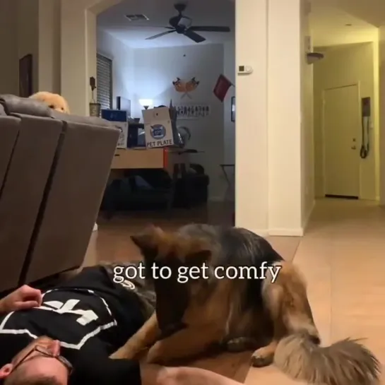 Pup saves owner