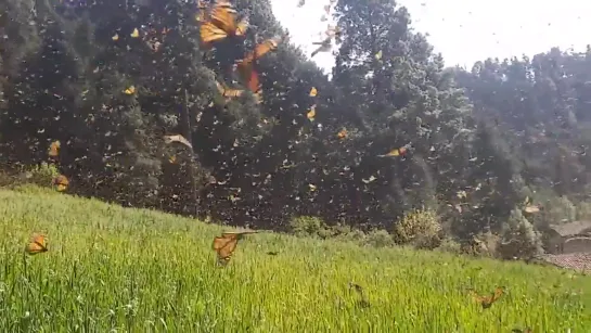 🔥 it's that time of the year for butterflies in Mexico 🔥