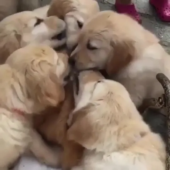 Just a cat getting licked by doggos.