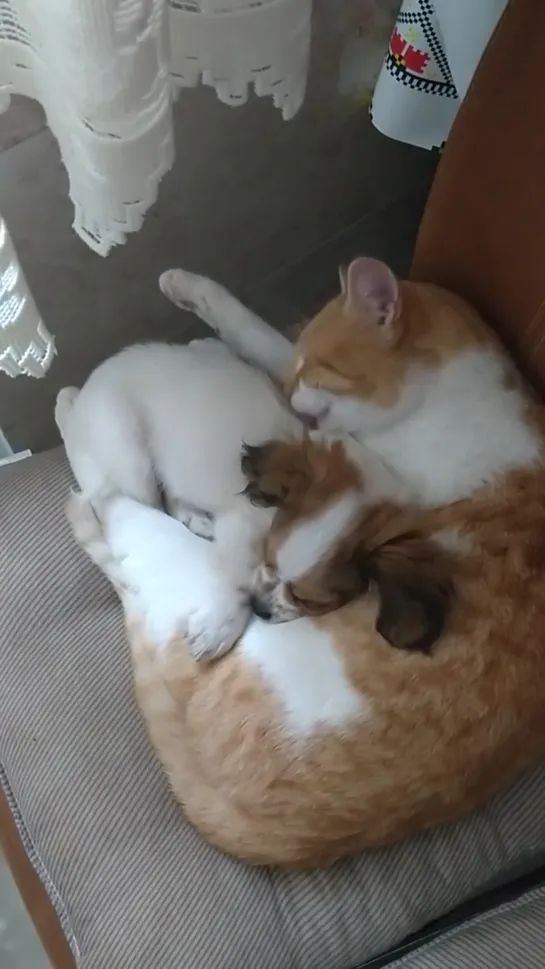 I think my cat loves the newest member of the family