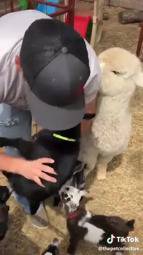 Professional baby goat hugger.