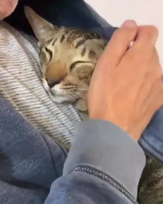 When this kitty named Balam gets cold, he knows just where to go