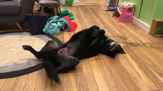 Meet Bailey. He’s a lab crossed with a bull mastiff, and he sleeps like this. And when you wake him up, this is his response. I