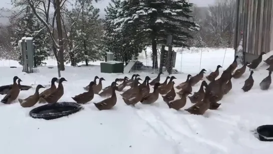 Ducks meet their first year's snow