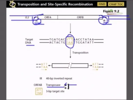 Transposons overview