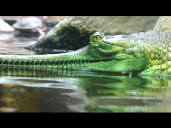 Gavial Zoo Praha  Gharial Prague Zoo