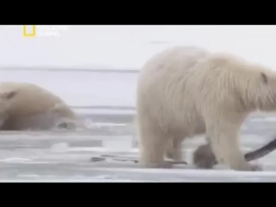 National Geographic Медвежий кочевник- Белые медведи.