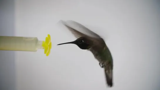 What Happens When You Put a Hummingbird in a Wind Tunnel - Deep Look