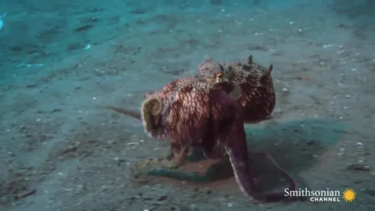 A Coconut Octopus Uses Tools to Snatch a Crab