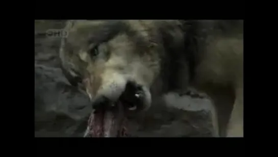 National Geographic: Человек-волк / National Geographic: The Wolfman (2006)