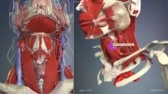 Подъязычная мышца  3D Анатомия