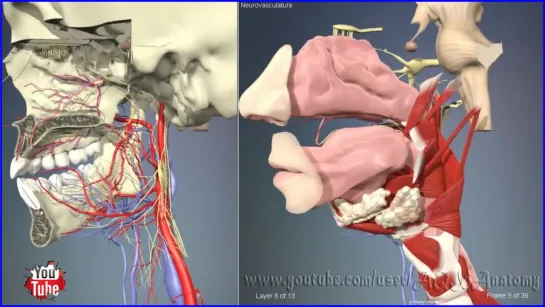 Neurovascular structures of the nasal and oral cavities - 3D Анатомия