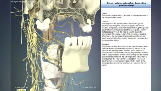 Greater palatine artery (Syn. descending palatine artery)Анатомия.