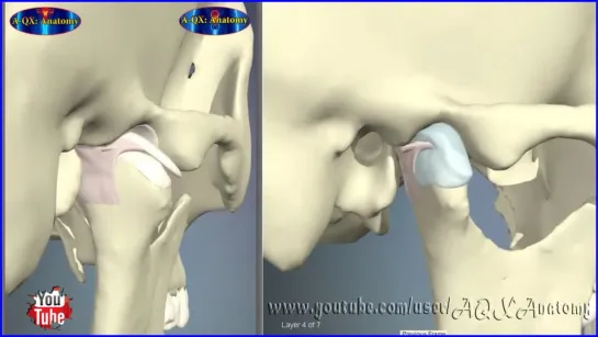 Temporomandibular Joint - TMJ - 3D Анатомия.