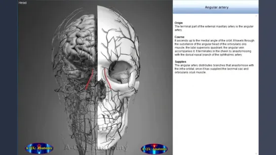 Angular artery - Arteries of head and neck - 3D Анатомия.