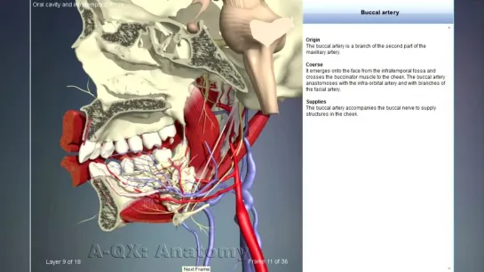 Buccal artery - Arteries of head and neck - 3D Анатомия