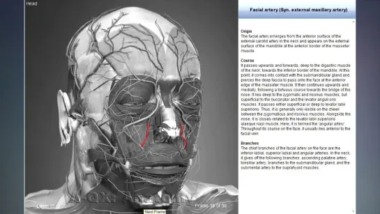 Facial artery (syn. external maxillary artery) Анатомия.