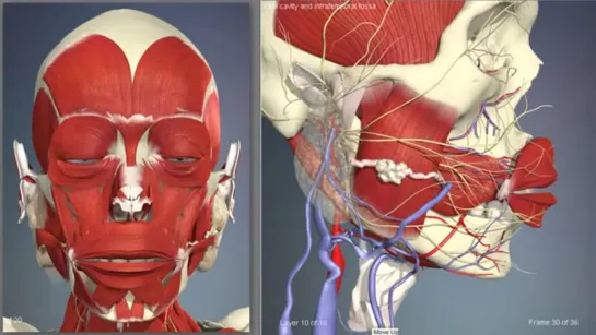 Ротовая полость, особенности строения  3D Анатомия